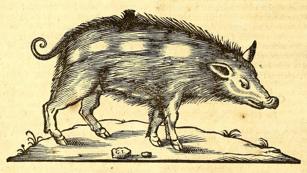 An illustration from Ioannis Eusebii Nierembergii Madritensis ex Societate Iesu ... historia naturæ, maxime peregrinæ, libris XVI. distincta. In quibus rarissima naturæ arcana, etiam astronomica, & ignota Indiarum animalia ... plantæ, metalla, lapides ... fluuioruḿque & elementorum conditiones, etiam cum proprietatibus medicinalibus, describuntur ... : Accedunt de miris & miraculosis naturis in Europâ libri duo: item de iisdem in terrâ Hebræis promissâ liber vnus, 1635, leaf 182