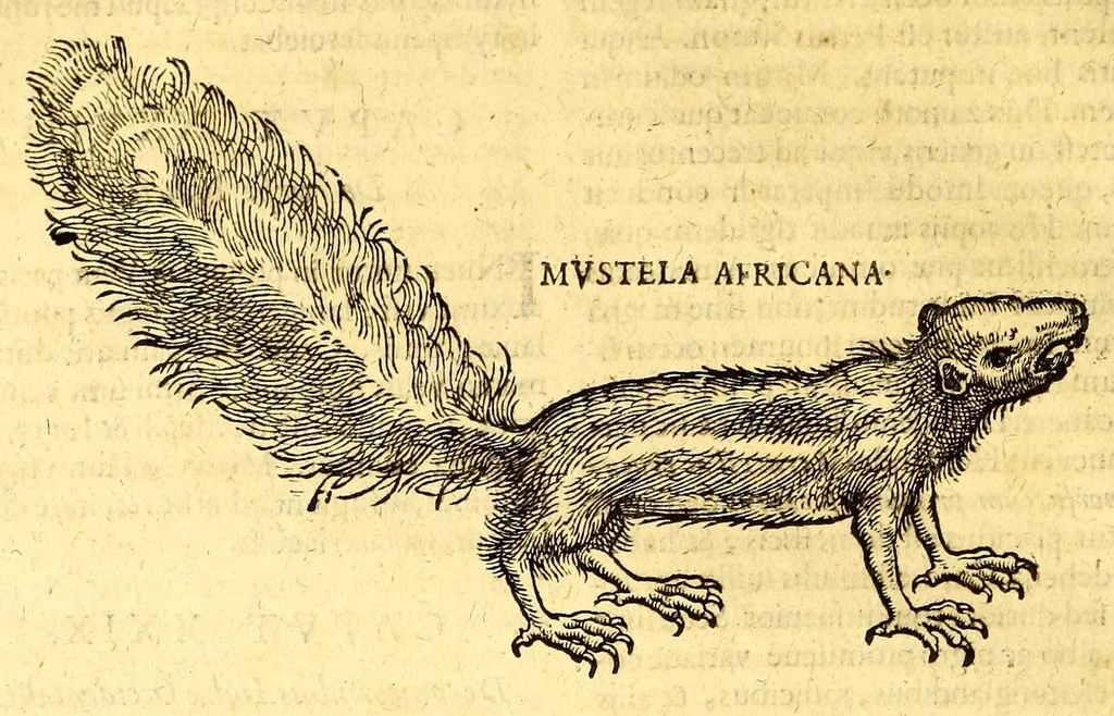 An illustration from Ioannis Eusebii Nierembergii Madritensis ex Societate Iesu ... historia naturæ, maxime peregrinæ, libris XVI. distincta. In quibus rarissima naturæ arcana, etiam astronomica, & ignota Indiarum animalia ... plantæ, metalla, lapides ... fluuioruḿque & elementorum conditiones, etiam cum proprietatibus medicinalibus, describuntur ... : Accedunt de miris & miraculosis naturis in Europâ libri duo: item de iisdem in terrâ Hebræis promissâ liber vnus, 1635, leaf 184