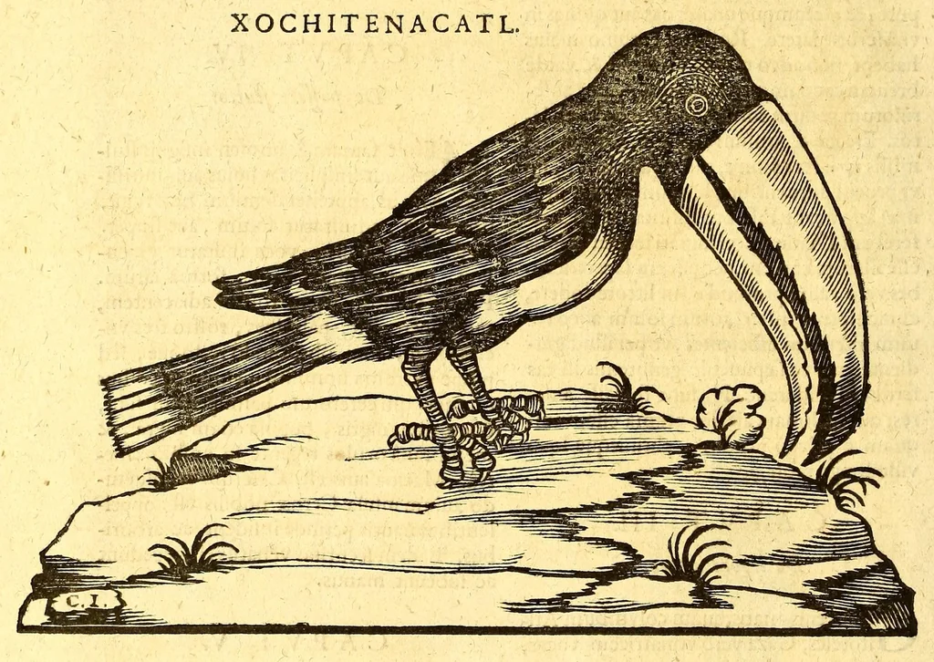 An illustration from Ioannis Eusebii Nierembergii Madritensis ex Societate Iesu ... historia naturæ, maxime peregrinæ, libris XVI. distincta. In quibus rarissima naturæ arcana, etiam astronomica, & ignota Indiarum animalia ... plantæ, metalla, lapides ... fluuioruḿque & elementorum conditiones, etiam cum proprietatibus medicinalibus, describuntur ... : Accedunt de miris & miraculosis naturis in Europâ libri duo: item de iisdem in terrâ Hebræis promissâ liber vnus, 1635, leaf 220
