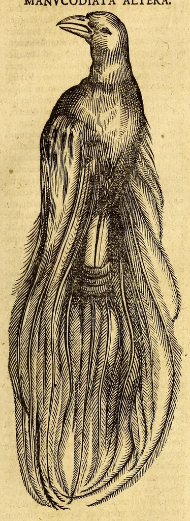 An illustration from Ioannis Eusebii Nierembergii Madritensis ex Societate Iesu ... historia naturæ, maxime peregrinæ, libris XVI. distincta. In quibus rarissima naturæ arcana, etiam astronomica, & ignota Indiarum animalia ... plantæ, metalla, lapides ... fluuioruḿque & elementorum conditiones, etiam cum proprietatibus medicinalibus, describuntur ... : Accedunt de miris & miraculosis naturis in Europâ libri duo: item de iisdem in terrâ Hebræis promissâ liber vnus, 1635, leaf 223