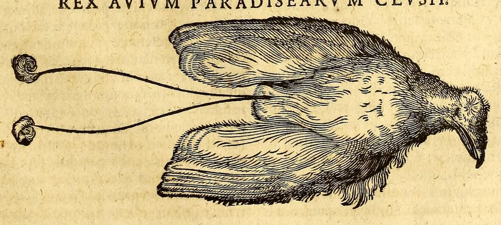 An illustration from Ioannis Eusebii Nierembergii Madritensis ex Societate Iesu ... historia naturæ, maxime peregrinæ, libris XVI. distincta. In quibus rarissima naturæ arcana, etiam astronomica, & ignota Indiarum animalia ... plantæ, metalla, lapides ... fluuioruḿque & elementorum conditiones, etiam cum proprietatibus medicinalibus, describuntur ... : Accedunt de miris & miraculosis naturis in Europâ libri duo: item de iisdem in terrâ Hebræis promissâ liber vnus, 1635, leaf 223