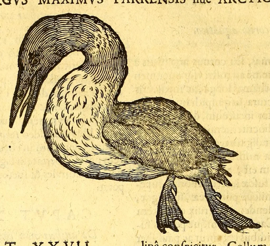 An illustration from Ioannis Eusebii Nierembergii Madritensis ex Societate Iesu ... historia naturæ, maxime peregrinæ, libris XVI. distincta. In quibus rarissima naturæ arcana, etiam astronomica, & ignota Indiarum animalia ... plantæ, metalla, lapides ... fluuioruḿque & elementorum conditiones, etiam cum proprietatibus medicinalibus, describuntur ... : Accedunt de miris & miraculosis naturis in Europâ libri duo: item de iisdem in terrâ Hebræis promissâ liber vnus, 1635, leaf 228