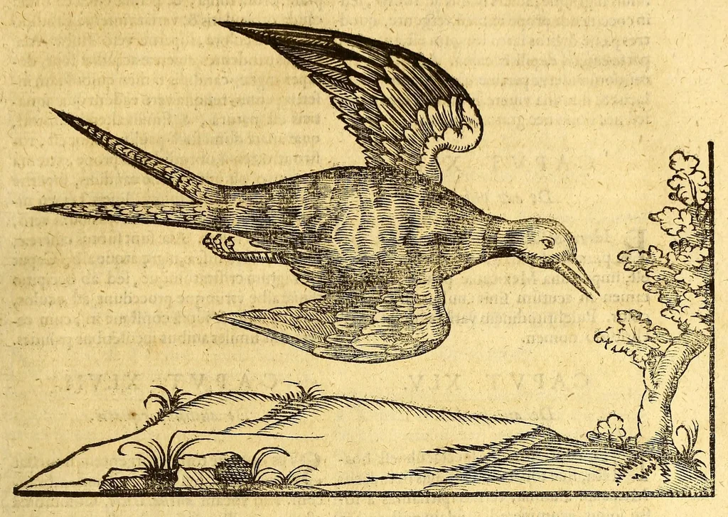 An illustration from Ioannis Eusebii Nierembergii Madritensis ex Societate Iesu ... historia naturæ, maxime peregrinæ, libris XVI. distincta. In quibus rarissima naturæ arcana, etiam astronomica, & ignota Indiarum animalia ... plantæ, metalla, lapides ... fluuioruḿque & elementorum conditiones, etiam cum proprietatibus medicinalibus, describuntur ... : Accedunt de miris & miraculosis naturis in Europâ libri duo: item de iisdem in terrâ Hebræis promissâ liber vnus, 1635, leaf 233