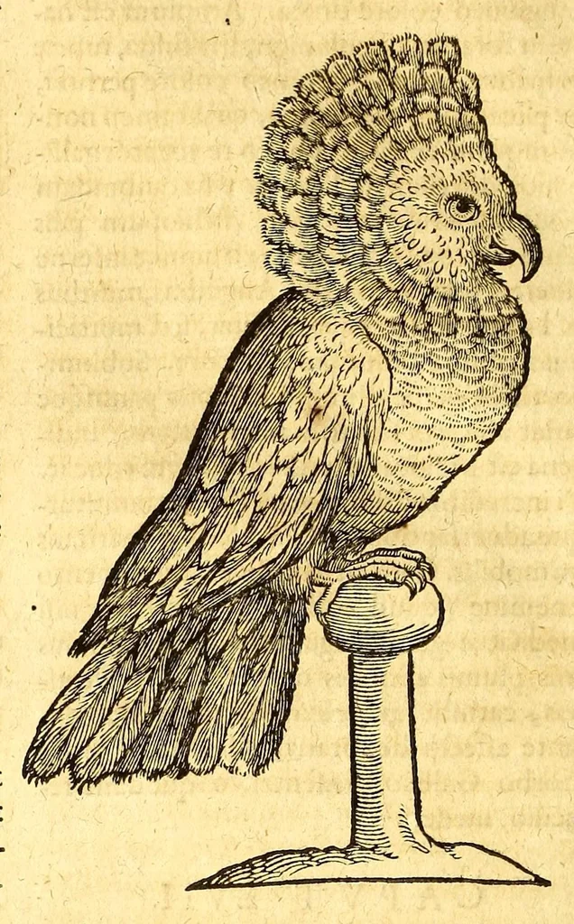 An illustration from Ioannis Eusebii Nierembergii Madritensis ex Societate Iesu ... historia naturæ, maxime peregrinæ, libris XVI. distincta. In quibus rarissima naturæ arcana, etiam astronomica, & ignota Indiarum animalia ... plantæ, metalla, lapides ... fluuioruḿque & elementorum conditiones, etiam cum proprietatibus medicinalibus, describuntur ... : Accedunt de miris & miraculosis naturis in Europâ libri duo: item de iisdem in terrâ Hebræis promissâ liber vnus, 1635, leaf 238