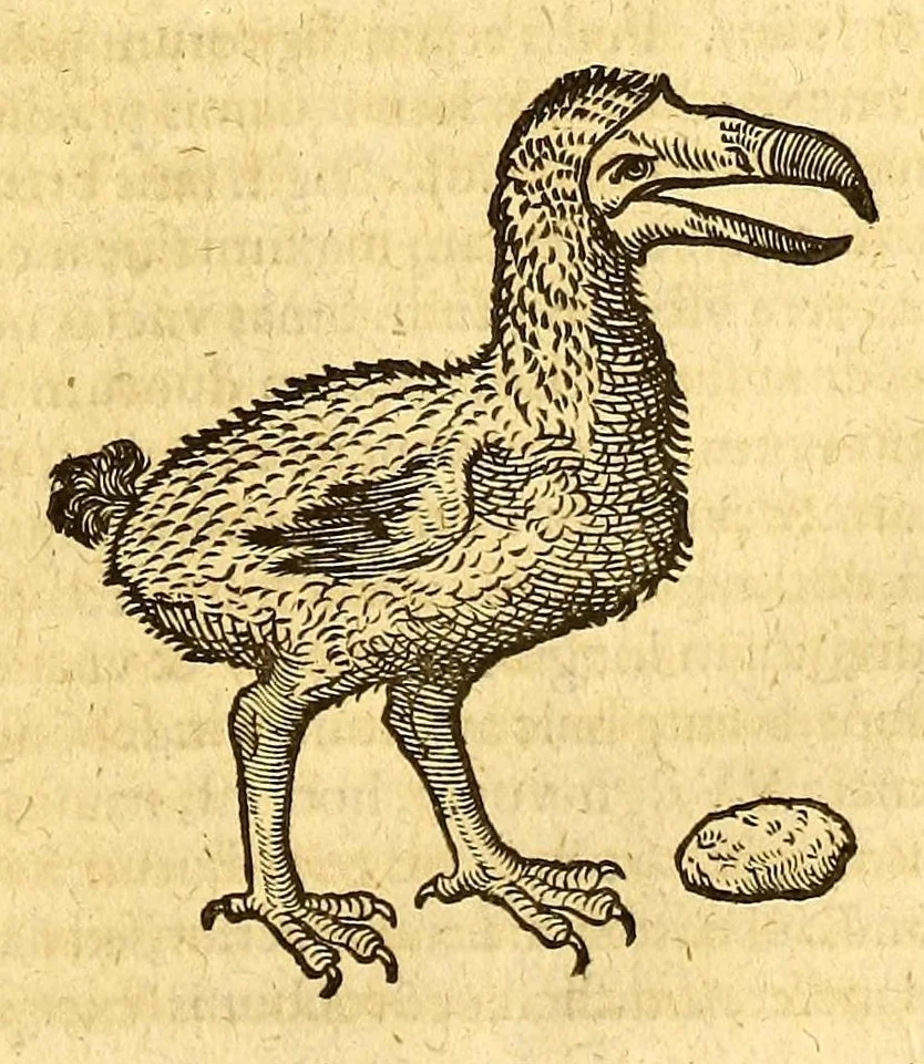 An illustration from Ioannis Eusebii Nierembergii Madritensis ex Societate Iesu ... historia naturæ, maxime peregrinæ, libris XVI. distincta. In quibus rarissima naturæ arcana, etiam astronomica, & ignota Indiarum animalia ... plantæ, metalla, lapides ... fluuioruḿque & elementorum conditiones, etiam cum proprietatibus medicinalibus, describuntur ... : Accedunt de miris & miraculosis naturis in Europâ libri duo: item de iisdem in terrâ Hebræis promissâ liber vnus, 1635, leaf 243