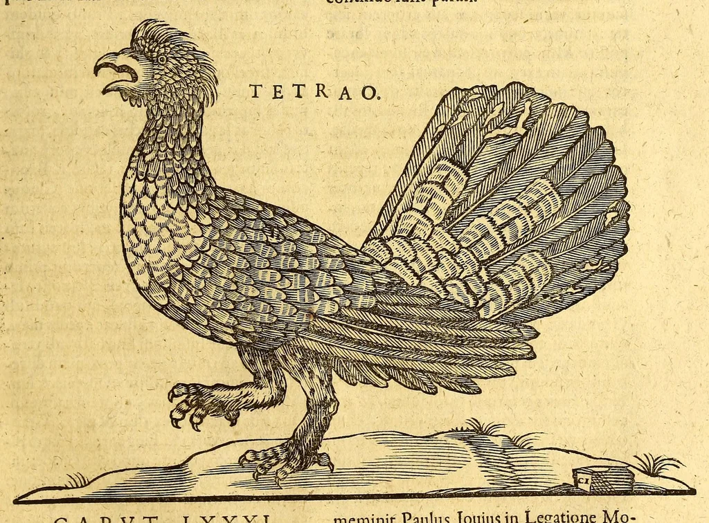An illustration from Ioannis Eusebii Nierembergii Madritensis ex Societate Iesu ... historia naturæ, maxime peregrinæ, libris XVI. distincta. In quibus rarissima naturæ arcana, etiam astronomica, & ignota Indiarum animalia ... plantæ, metalla, lapides ... fluuioruḿque & elementorum conditiones, etiam cum proprietatibus medicinalibus, describuntur ... : Accedunt de miris & miraculosis naturis in Europâ libri duo: item de iisdem in terrâ Hebræis promissâ liber vnus, 1635, leaf 247