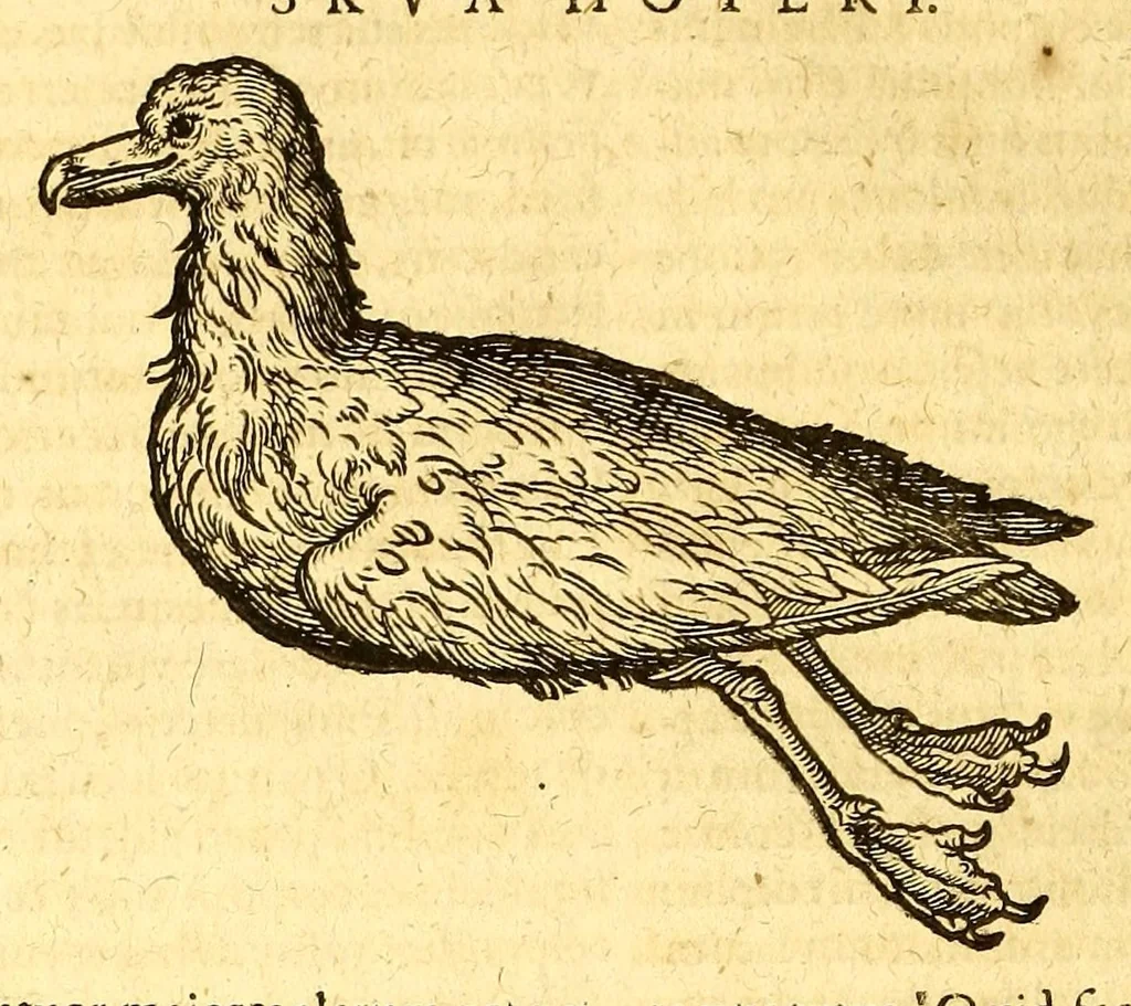 An illustration from Ioannis Eusebii Nierembergii Madritensis ex Societate Iesu ... historia naturæ, maxime peregrinæ, libris XVI. distincta. In quibus rarissima naturæ arcana, etiam astronomica, & ignota Indiarum animalia ... plantæ, metalla, lapides ... fluuioruḿque & elementorum conditiones, etiam cum proprietatibus medicinalibus, describuntur ... : Accedunt de miris & miraculosis naturis in Europâ libri duo: item de iisdem in terrâ Hebræis promissâ liber vnus, 1635, leaf 250