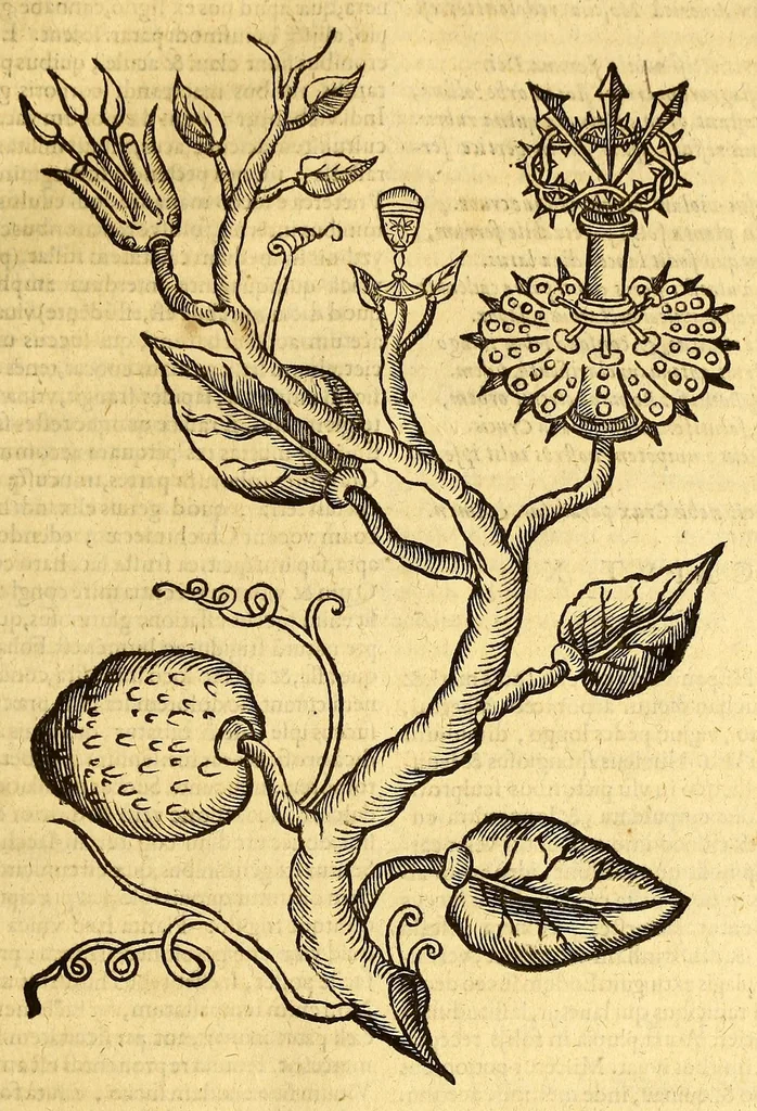 An illustration from Ioannis Eusebii Nierembergii Madritensis ex Societate Iesu ... historia naturæ, maxime peregrinæ, libris XVI. distincta. In quibus rarissima naturæ arcana, etiam astronomica, & ignota Indiarum animalia ... plantæ, metalla, lapides ... fluuioruḿque & elementorum conditiones, etiam cum proprietatibus medicinalibus, describuntur ... : Accedunt de miris & miraculosis naturis in Europâ libri duo: item de iisdem in terrâ Hebræis promissâ liber vnus, 1635, leaf 311