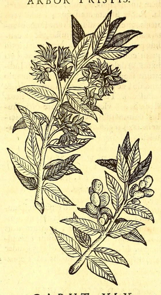 An illustration from Ioannis Eusebii Nierembergii Madritensis ex Societate Iesu ... historia naturæ, maxime peregrinæ, libris XVI. distincta. In quibus rarissima naturæ arcana, etiam astronomica, & ignota Indiarum animalia ... plantæ, metalla, lapides ... fluuioruḿque & elementorum conditiones, etiam cum proprietatibus medicinalibus, describuntur ... : Accedunt de miris & miraculosis naturis in Europâ libri duo: item de iisdem in terrâ Hebræis promissâ liber vnus, 1635, leaf 314