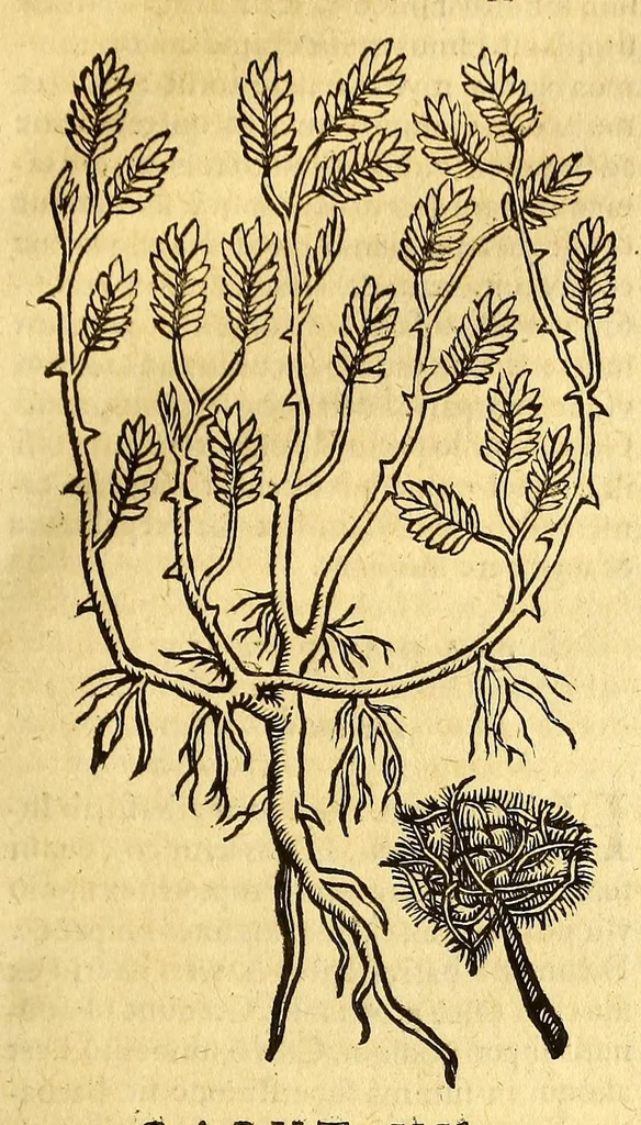 An illustration from Ioannis Eusebii Nierembergii Madritensis ex Societate Iesu ... historia naturæ, maxime peregrinæ, libris XVI. distincta. In quibus rarissima naturæ arcana, etiam astronomica, & ignota Indiarum animalia ... plantæ, metalla, lapides ... fluuioruḿque & elementorum conditiones, etiam cum proprietatibus medicinalibus, describuntur ... : Accedunt de miris & miraculosis naturis in Europâ libri duo: item de iisdem in terrâ Hebræis promissâ liber vnus, 1635, leaf 315