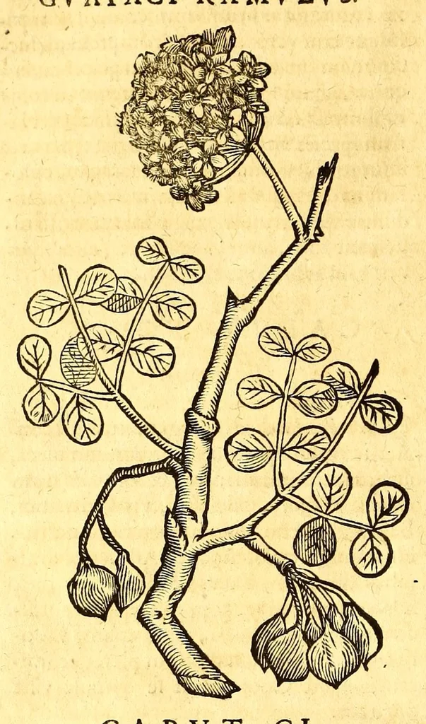 An illustration from Ioannis Eusebii Nierembergii Madritensis ex Societate Iesu ... historia naturæ, maxime peregrinæ, libris XVI. distincta. In quibus rarissima naturæ arcana, etiam astronomica, & ignota Indiarum animalia ... plantæ, metalla, lapides ... fluuioruḿque & elementorum conditiones, etiam cum proprietatibus medicinalibus, describuntur ... : Accedunt de miris & miraculosis naturis in Europâ libri duo: item de iisdem in terrâ Hebræis promissâ liber vnus, 1635, leaf 342