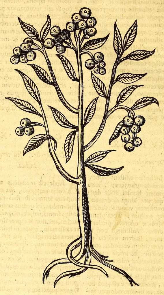 An illustration from Ioannis Eusebii Nierembergii Madritensis ex Societate Iesu ... historia naturæ, maxime peregrinæ, libris XVI. distincta. In quibus rarissima naturæ arcana, etiam astronomica, & ignota Indiarum animalia ... plantæ, metalla, lapides ... fluuioruḿque & elementorum conditiones, etiam cum proprietatibus medicinalibus, describuntur ... : Accedunt de miris & miraculosis naturis in Europâ libri duo: item de iisdem in terrâ Hebræis promissâ liber vnus, 1635, leaf 356