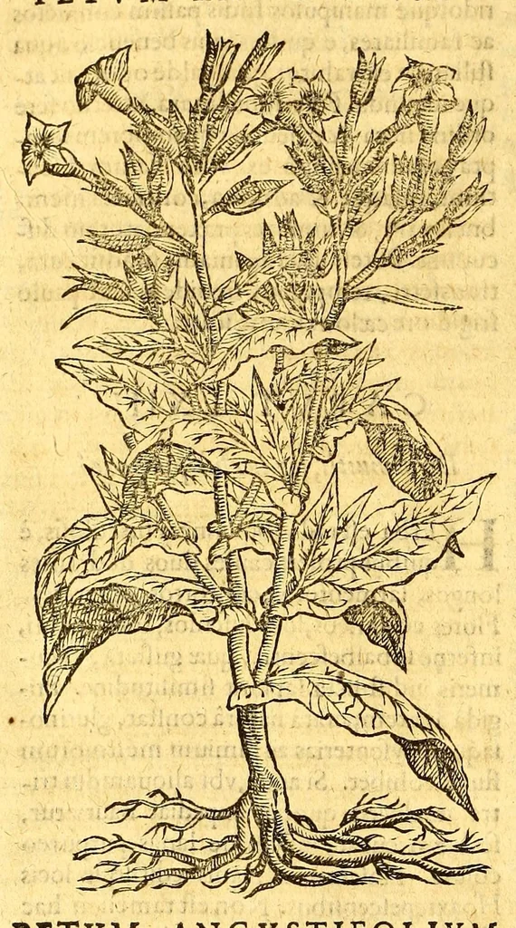 An illustration from Ioannis Eusebii Nierembergii Madritensis ex Societate Iesu ... historia naturæ, maxime peregrinæ, libris XVI. distincta. In quibus rarissima naturæ arcana, etiam astronomica, & ignota Indiarum animalia ... plantæ, metalla, lapides ... fluuioruḿque & elementorum conditiones, etiam cum proprietatibus medicinalibus, describuntur ... : Accedunt de miris & miraculosis naturis in Europâ libri duo: item de iisdem in terrâ Hebræis promissâ liber vnus, 1635, leaf 370