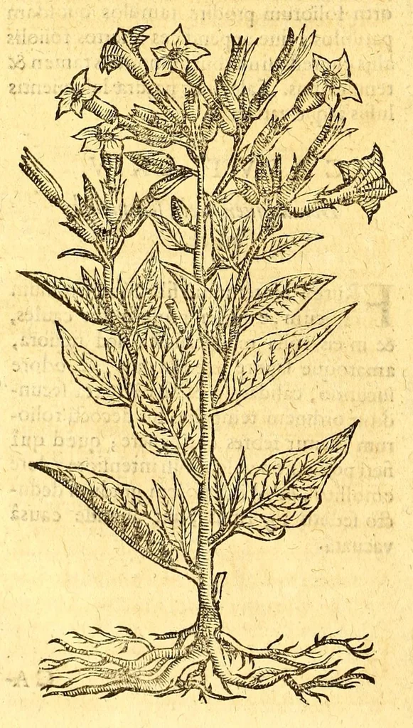An illustration from Ioannis Eusebii Nierembergii Madritensis ex Societate Iesu ... historia naturæ, maxime peregrinæ, libris XVI. distincta. In quibus rarissima naturæ arcana, etiam astronomica, & ignota Indiarum animalia ... plantæ, metalla, lapides ... fluuioruḿque & elementorum conditiones, etiam cum proprietatibus medicinalibus, describuntur ... : Accedunt de miris & miraculosis naturis in Europâ libri duo: item de iisdem in terrâ Hebræis promissâ liber vnus, 1635, leaf 370