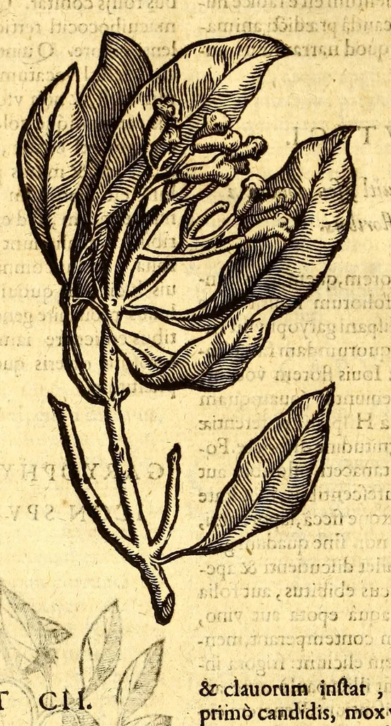 An illustration from Ioannis Eusebii Nierembergii Madritensis ex Societate Iesu ... historia naturæ, maxime peregrinæ, libris XVI. distincta. In quibus rarissima naturæ arcana, etiam astronomica, & ignota Indiarum animalia ... plantæ, metalla, lapides ... fluuioruḿque & elementorum conditiones, etiam cum proprietatibus medicinalibus, describuntur ... : Accedunt de miris & miraculosis naturis in Europâ libri duo: item de iisdem in terrâ Hebræis promissâ liber vnus, 1635, leaf 384