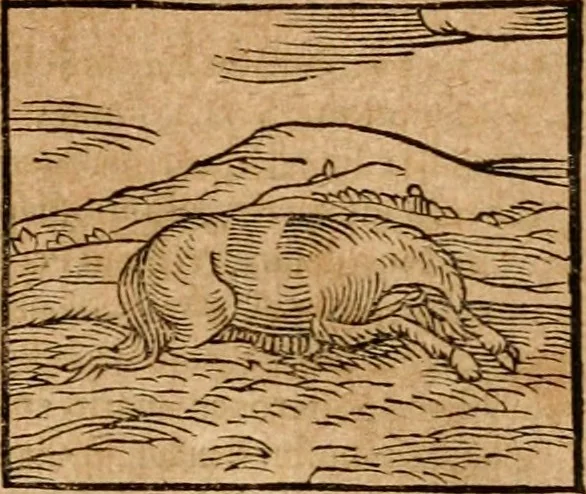 An illustration from Ioannis Pierii Valeriani Bellvnensis Hieroglyphica, sive, De sacris Ægyptiorvm aliarumq gentium literis commentariorum libri LVIII : cum duobus alijs ab eruditissimo viro annexis : accesserunt loco auctarij, Hieroglyphicorum collectanea, ex veteribus & recentioribus auctoribus descripta, & in sex libros digesta : Horapollinis item hieroglyphicorum libri duo, ex postrema Dauidis Hschelij correctione : prætereà eiusdem Pierij declamatiuncula pro barbis sacerdotum, & reliqua opuscula siue poemata omnia, 1614, leaf 108