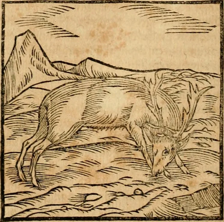 An illustration from Ioannis Pierii Valeriani Bellvnensis Hieroglyphica, sive, De sacris Ægyptiorvm aliarumq gentium literis commentariorum libri LVIII : cum duobus alijs ab eruditissimo viro annexis : accesserunt loco auctarij, Hieroglyphicorum collectanea, ex veteribus & recentioribus auctoribus descripta, & in sex libros digesta : Horapollinis item hieroglyphicorum libri duo, ex postrema Dauidis Hschelij correctione : prætereà eiusdem Pierij declamatiuncula pro barbis sacerdotum, & reliqua opuscula siue poemata omnia, 1614, leaf 143