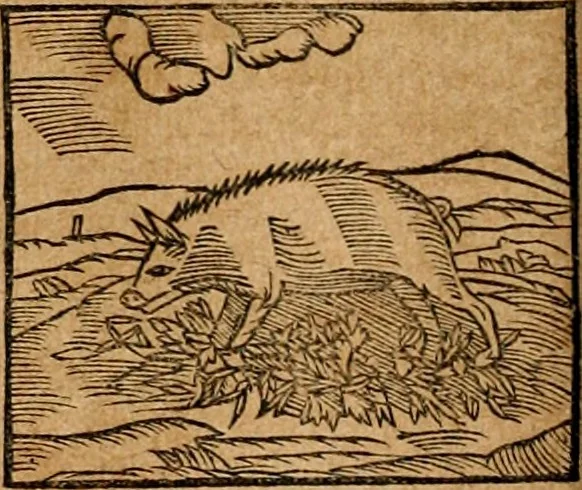 An illustration from Ioannis Pierii Valeriani Bellvnensis Hieroglyphica, sive, De sacris Ægyptiorvm aliarumq gentium literis commentariorum libri LVIII : cum duobus alijs ab eruditissimo viro annexis : accesserunt loco auctarij, Hieroglyphicorum collectanea, ex veteribus & recentioribus auctoribus descripta, & in sex libros digesta : Horapollinis item hieroglyphicorum libri duo, ex postrema Dauidis Hschelij correctione : prætereà eiusdem Pierij declamatiuncula pro barbis sacerdotum, & reliqua opuscula siue poemata omnia, 1614, leaf 163