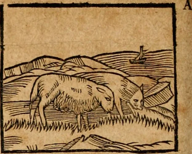 An illustration from Ioannis Pierii Valeriani Bellvnensis Hieroglyphica, sive, De sacris Ægyptiorvm aliarumq gentium literis commentariorum libri LVIII : cum duobus alijs ab eruditissimo viro annexis : accesserunt loco auctarij, Hieroglyphicorum collectanea, ex veteribus & recentioribus auctoribus descripta, & in sex libros digesta : Horapollinis item hieroglyphicorum libri duo, ex postrema Dauidis Hschelij correctione : prætereà eiusdem Pierij declamatiuncula pro barbis sacerdotum, & reliqua opuscula siue poemata omnia, 1614, leaf 185