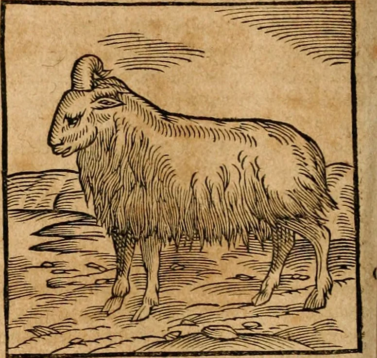 An illustration from Ioannis Pierii Valeriani Bellvnensis Hieroglyphica, sive, De sacris Ægyptiorvm aliarumq gentium literis commentariorum libri LVIII : cum duobus alijs ab eruditissimo viro annexis : accesserunt loco auctarij, Hieroglyphicorum collectanea, ex veteribus & recentioribus auctoribus descripta, & in sex libros digesta : Horapollinis item hieroglyphicorum libri duo, ex postrema Dauidis Hschelij correctione : prætereà eiusdem Pierij declamatiuncula pro barbis sacerdotum, & reliqua opuscula siue poemata omnia, 1614, leaf 185