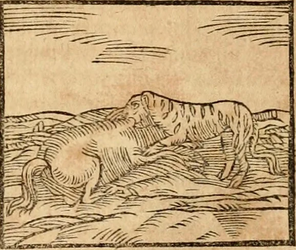 An illustration from Ioannis Pierii Valeriani Bellvnensis Hieroglyphica, sive, De sacris Ægyptiorvm aliarumq gentium literis commentariorum libri LVIII : cum duobus alijs ab eruditissimo viro annexis : accesserunt loco auctarij, Hieroglyphicorum collectanea, ex veteribus & recentioribus auctoribus descripta, & in sex libros digesta : Horapollinis item hieroglyphicorum libri duo, ex postrema Dauidis Hschelij correctione : prætereà eiusdem Pierij declamatiuncula pro barbis sacerdotum, & reliqua opuscula siue poemata omnia, 1614, leaf 198