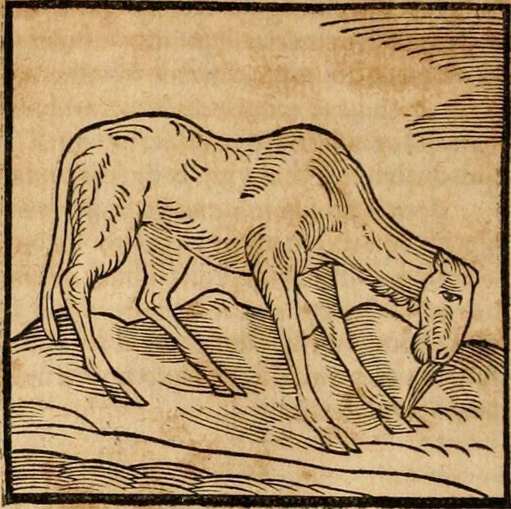 An illustration from Ioannis Pierii Valeriani Bellvnensis Hieroglyphica, sive, De sacris Ægyptiorvm aliarumq gentium literis commentariorum libri LVIII : cum duobus alijs ab eruditissimo viro annexis : accesserunt loco auctarij, Hieroglyphicorum collectanea, ex veteribus & recentioribus auctoribus descripta, & in sex libros digesta : Horapollinis item hieroglyphicorum libri duo, ex postrema Dauidis Hschelij correctione : prætereà eiusdem Pierij declamatiuncula pro barbis sacerdotum, & reliqua opuscula siue poemata omnia, 1614, leaf 215