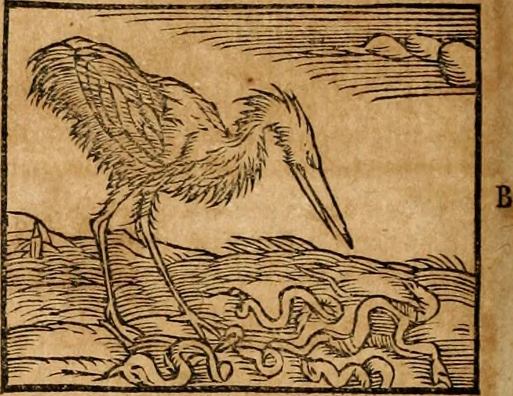 An illustration from Ioannis Pierii Valeriani Bellvnensis Hieroglyphica, sive, De sacris Ægyptiorvm aliarumq gentium literis commentariorum libri LVIII : cum duobus alijs ab eruditissimo viro annexis : accesserunt loco auctarij, Hieroglyphicorum collectanea, ex veteribus & recentioribus auctoribus descripta, & in sex libros digesta : Horapollinis item hieroglyphicorum libri duo, ex postrema Dauidis Hschelij correctione : prætereà eiusdem Pierij declamatiuncula pro barbis sacerdotum, & reliqua opuscula siue poemata omnia, 1614, leaf 271