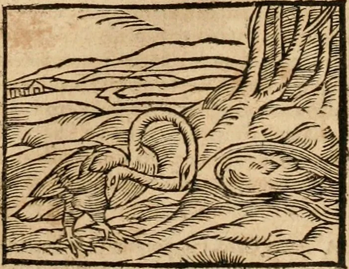 An illustration from Ioannis Pierii Valeriani Bellvnensis Hieroglyphica, sive, De sacris Ægyptiorvm aliarumq gentium literis commentariorum libri LVIII : cum duobus alijs ab eruditissimo viro annexis : accesserunt loco auctarij, Hieroglyphicorum collectanea, ex veteribus & recentioribus auctoribus descripta, & in sex libros digesta : Horapollinis item hieroglyphicorum libri duo, ex postrema Dauidis Hschelij correctione : prætereà eiusdem Pierij declamatiuncula pro barbis sacerdotum, & reliqua opuscula siue poemata omnia, 1614, leaf 336