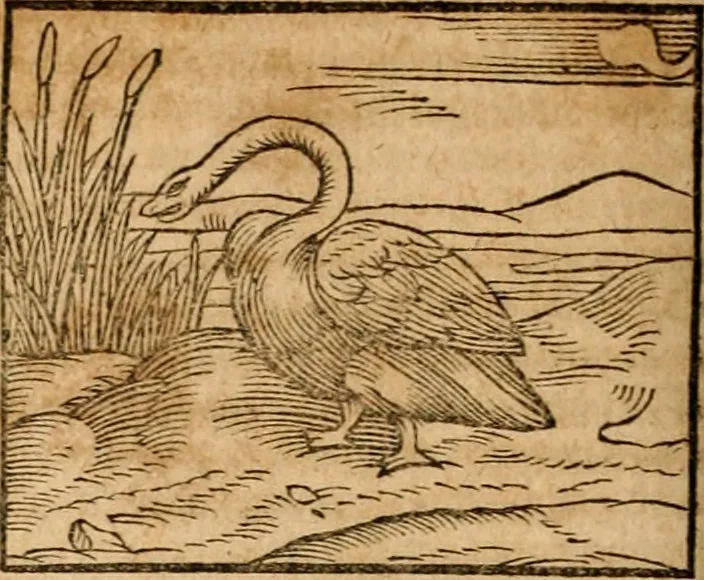 An illustration from Ioannis Pierii Valeriani Bellvnensis Hieroglyphica, sive, De sacris Ægyptiorvm aliarumq gentium literis commentariorum libri LVIII : cum duobus alijs ab eruditissimo viro annexis : accesserunt loco auctarij, Hieroglyphicorum collectanea, ex veteribus & recentioribus auctoribus descripta, & in sex libros digesta : Horapollinis item hieroglyphicorum libri duo, ex postrema Dauidis Hschelij correctione : prætereà eiusdem Pierij declamatiuncula pro barbis sacerdotum, & reliqua opuscula siue poemata omnia, 1614, leaf 337