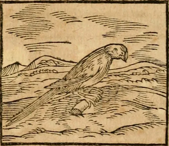 An illustration from Ioannis Pierii Valeriani Bellvnensis Hieroglyphica, sive, De sacris Ægyptiorvm aliarumq gentium literis commentariorum libri LVIII : cum duobus alijs ab eruditissimo viro annexis : accesserunt loco auctarij, Hieroglyphicorum collectanea, ex veteribus & recentioribus auctoribus descripta, & in sex libros digesta : Horapollinis item hieroglyphicorum libri duo, ex postrema Dauidis Hschelij correctione : prætereà eiusdem Pierij declamatiuncula pro barbis sacerdotum, & reliqua opuscula siue poemata omnia, 1614, leaf 339