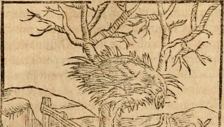 An illustration from Ioannis Pierii Valeriani Bellvnensis Hieroglyphica, sive, De sacris Ægyptiorvm aliarumq gentium literis commentariorum libri LVIII : cum duobus alijs ab eruditissimo viro annexis : accesserunt loco auctarij, Hieroglyphicorum collectanea, ex veteribus & recentioribus auctoribus descripta, & in sex libros digesta : Horapollinis item hieroglyphicorum libri duo, ex postrema Dauidis Hschelij correctione : prætereà eiusdem Pierij declamatiuncula pro barbis sacerdotum, & reliqua opuscula siue poemata omnia, 1614, leaf 342