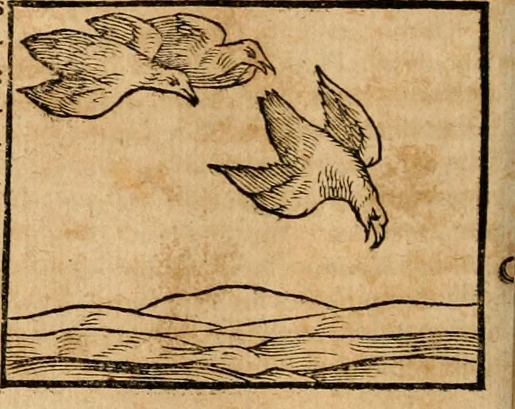 An illustration from Ioannis Pierii Valeriani Bellvnensis Hieroglyphica, sive, De sacris Ægyptiorvm aliarumq gentium literis commentariorum libri LVIII : cum duobus alijs ab eruditissimo viro annexis : accesserunt loco auctarij, Hieroglyphicorum collectanea, ex veteribus & recentioribus auctoribus descripta, & in sex libros digesta : Horapollinis item hieroglyphicorum libri duo, ex postrema Dauidis Hschelij correctione : prætereà eiusdem Pierij declamatiuncula pro barbis sacerdotum, & reliqua opuscula siue poemata omnia, 1614, leaf 343
