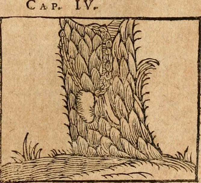 An illustration from Ioannis Pierii Valeriani Bellvnensis Hieroglyphica, sive, De sacris Ægyptiorvm aliarumq gentium literis commentariorum libri LVIII : cum duobus alijs ab eruditissimo viro annexis : accesserunt loco auctarij, Hieroglyphicorum collectanea, ex veteribus & recentioribus auctoribus descripta, & in sex libros digesta : Horapollinis item hieroglyphicorum libri duo, ex postrema Dauidis Hschelij correctione : prætereà eiusdem Pierij declamatiuncula pro barbis sacerdotum, & reliqua opuscula siue poemata omnia, 1614, leaf 470