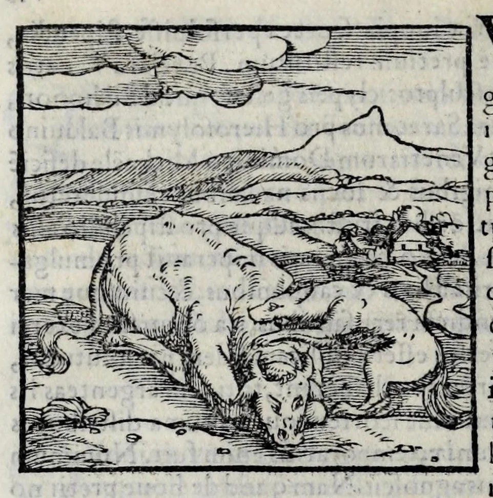 An illustration from Ioannis Pierii Valeriani Hieroglyphicorvm ex sacris Aegyptiorum literis libri octo, 1556, leaf 52