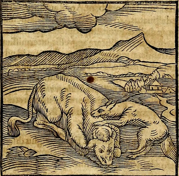 An illustration from Ioannis Pierii Valeriani Bellvnesis Hieroglyphica, sive De sacris Aegypticrvm aliarumq[ue] gentium literis, commentariorum libri LVIII cum duobus alijs ab eruditissimo viro annexis. Accesserunt loco auctarij, Hieroglyphicorum collectanea, ex veteribus & recentioribus auctoribus descripta, & in sex libros digesta. Horapollinis item hieroglyphicorum libri duo, ex postrema Dauidis Hoeschelij correctione. Praetereà eiusdem Pierij declamatiuncula Pro barbis sacerdotum, & reliqua opuscula siue Poemata omnia, 1614, leaf 100