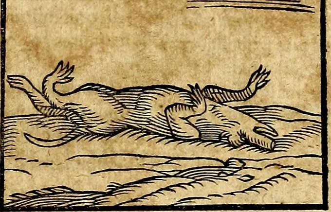 An illustration from Ioannis Pierii Valeriani Bellvnesis Hieroglyphica, sive De sacris Aegypticrvm aliarumq[ue] gentium literis, commentariorum libri LVIII cum duobus alijs ab eruditissimo viro annexis. Accesserunt loco auctarij, Hieroglyphicorum collectanea, ex veteribus & recentioribus auctoribus descripta, & in sex libros digesta. Horapollinis item hieroglyphicorum libri duo, ex postrema Dauidis Hoeschelij correctione. Praetereà eiusdem Pierij declamatiuncula Pro barbis sacerdotum, & reliqua opuscula siue Poemata omnia, 1614, leaf 132