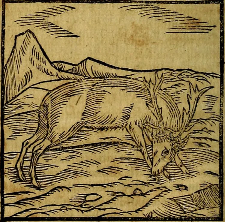 An illustration from Ioannis Pierii Valeriani Bellvnesis Hieroglyphica, sive De sacris Aegypticrvm aliarumq[ue] gentium literis, commentariorum libri LVIII cum duobus alijs ab eruditissimo viro annexis. Accesserunt loco auctarij, Hieroglyphicorum collectanea, ex veteribus & recentioribus auctoribus descripta, & in sex libros digesta. Horapollinis item hieroglyphicorum libri duo, ex postrema Dauidis Hoeschelij correctione. Praetereà eiusdem Pierij declamatiuncula Pro barbis sacerdotum, & reliqua opuscula siue Poemata omnia, 1614, leaf 143