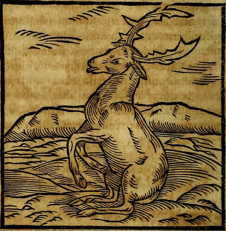 An illustration from Ioannis Pierii Valeriani Bellvnesis Hieroglyphica, sive De sacris Aegypticrvm aliarumq[ue] gentium literis, commentariorum libri LVIII cum duobus alijs ab eruditissimo viro annexis. Accesserunt loco auctarij, Hieroglyphicorum collectanea, ex veteribus & recentioribus auctoribus descripta, & in sex libros digesta. Horapollinis item hieroglyphicorum libri duo, ex postrema Dauidis Hoeschelij correctione. Praetereà eiusdem Pierij declamatiuncula Pro barbis sacerdotum, & reliqua opuscula siue Poemata omnia, 1614, leaf 149