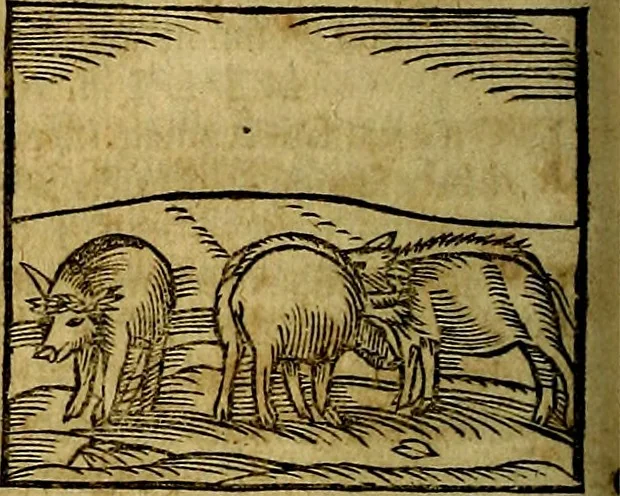 An illustration from Ioannis Pierii Valeriani Bellvnesis Hieroglyphica, sive De sacris Aegypticrvm aliarumq[ue] gentium literis, commentariorum libri LVIII cum duobus alijs ab eruditissimo viro annexis. Accesserunt loco auctarij, Hieroglyphicorum collectanea, ex veteribus & recentioribus auctoribus descripta, & in sex libros digesta. Horapollinis item hieroglyphicorum libri duo, ex postrema Dauidis Hoeschelij correctione. Praetereà eiusdem Pierij declamatiuncula Pro barbis sacerdotum, & reliqua opuscula siue Poemata omnia, 1614, leaf 171