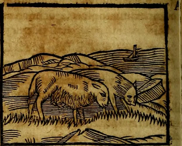 An illustration from Ioannis Pierii Valeriani Bellvnesis Hieroglyphica, sive De sacris Aegypticrvm aliarumq[ue] gentium literis, commentariorum libri LVIII cum duobus alijs ab eruditissimo viro annexis. Accesserunt loco auctarij, Hieroglyphicorum collectanea, ex veteribus & recentioribus auctoribus descripta, & in sex libros digesta. Horapollinis item hieroglyphicorum libri duo, ex postrema Dauidis Hoeschelij correctione. Praetereà eiusdem Pierij declamatiuncula Pro barbis sacerdotum, & reliqua opuscula siue Poemata omnia, 1614, leaf 185