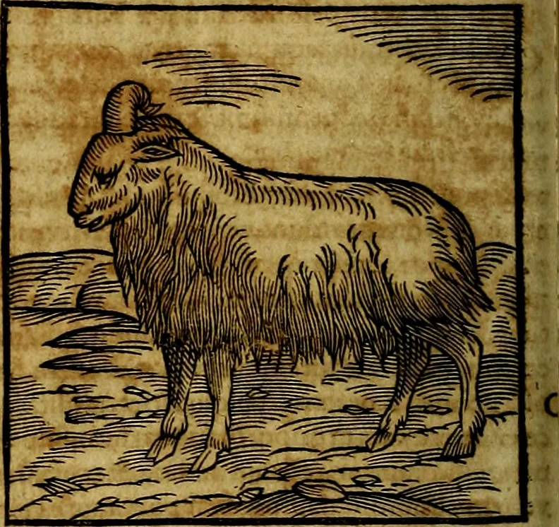 An illustration from Ioannis Pierii Valeriani Bellvnesis Hieroglyphica, sive De sacris Aegypticrvm aliarumq[ue] gentium literis, commentariorum libri LVIII cum duobus alijs ab eruditissimo viro annexis. Accesserunt loco auctarij, Hieroglyphicorum collectanea, ex veteribus & recentioribus auctoribus descripta, & in sex libros digesta. Horapollinis item hieroglyphicorum libri duo, ex postrema Dauidis Hoeschelij correctione. Praetereà eiusdem Pierij declamatiuncula Pro barbis sacerdotum, & reliqua opuscula siue Poemata omnia, 1614, leaf 185