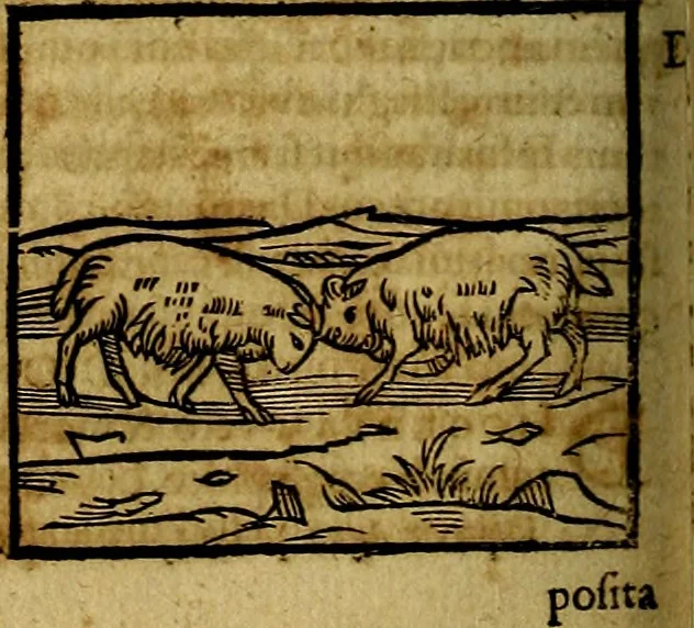 An illustration from Ioannis Pierii Valeriani Bellvnesis Hieroglyphica, sive De sacris Aegypticrvm aliarumq[ue] gentium literis, commentariorum libri LVIII cum duobus alijs ab eruditissimo viro annexis. Accesserunt loco auctarij, Hieroglyphicorum collectanea, ex veteribus & recentioribus auctoribus descripta, & in sex libros digesta. Horapollinis item hieroglyphicorum libri duo, ex postrema Dauidis Hoeschelij correctione. Praetereà eiusdem Pierij declamatiuncula Pro barbis sacerdotum, & reliqua opuscula siue Poemata omnia, 1614, leaf 185