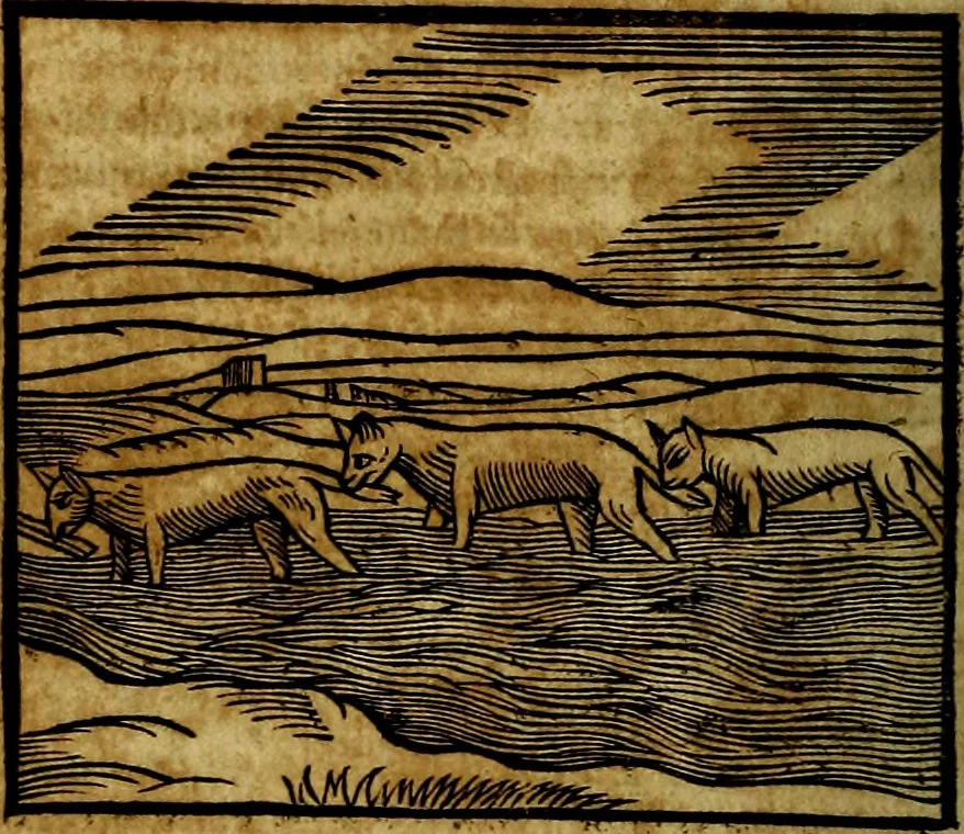 An illustration from Ioannis Pierii Valeriani Bellvnesis Hieroglyphica, sive De sacris Aegypticrvm aliarumq[ue] gentium literis, commentariorum libri LVIII cum duobus alijs ab eruditissimo viro annexis. Accesserunt loco auctarij, Hieroglyphicorum collectanea, ex veteribus & recentioribus auctoribus descripta, & in sex libros digesta. Horapollinis item hieroglyphicorum libri duo, ex postrema Dauidis Hoeschelij correctione. Praetereà eiusdem Pierij declamatiuncula Pro barbis sacerdotum, & reliqua opuscula siue Poemata omnia, 1614, leaf 189