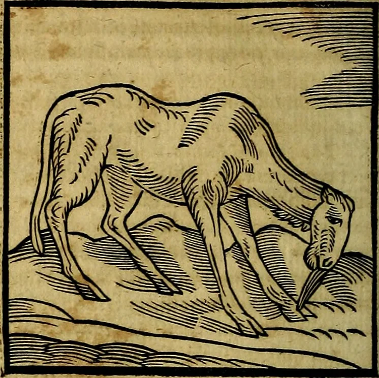 An illustration from Ioannis Pierii Valeriani Bellvnesis Hieroglyphica, sive De sacris Aegypticrvm aliarumq[ue] gentium literis, commentariorum libri LVIII cum duobus alijs ab eruditissimo viro annexis. Accesserunt loco auctarij, Hieroglyphicorum collectanea, ex veteribus & recentioribus auctoribus descripta, & in sex libros digesta. Horapollinis item hieroglyphicorum libri duo, ex postrema Dauidis Hoeschelij correctione. Praetereà eiusdem Pierij declamatiuncula Pro barbis sacerdotum, & reliqua opuscula siue Poemata omnia, 1614, leaf 215