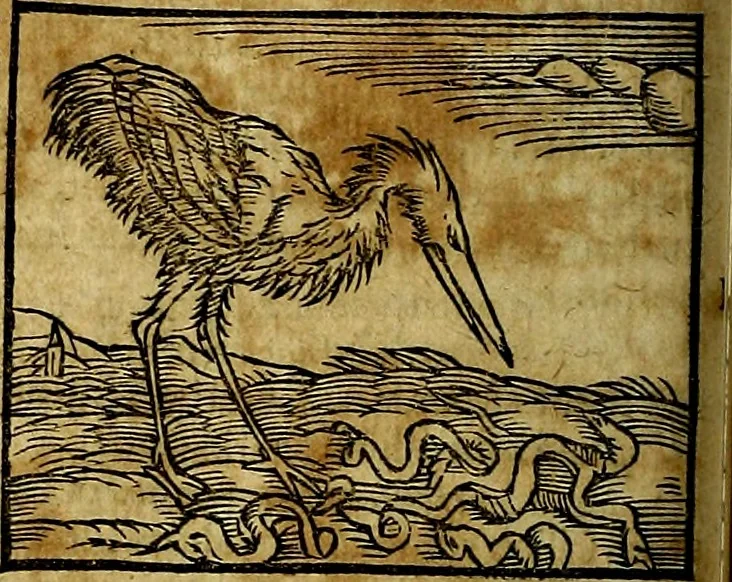 An illustration from Ioannis Pierii Valeriani Bellvnesis Hieroglyphica, sive De sacris Aegypticrvm aliarumq[ue] gentium literis, commentariorum libri LVIII cum duobus alijs ab eruditissimo viro annexis. Accesserunt loco auctarij, Hieroglyphicorum collectanea, ex veteribus & recentioribus auctoribus descripta, & in sex libros digesta. Horapollinis item hieroglyphicorum libri duo, ex postrema Dauidis Hoeschelij correctione. Praetereà eiusdem Pierij declamatiuncula Pro barbis sacerdotum, & reliqua opuscula siue Poemata omnia, 1614, leaf 271