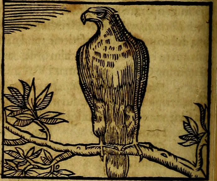 An illustration from Ioannis Pierii Valeriani Bellvnesis Hieroglyphica, sive De sacris Aegypticrvm aliarumq[ue] gentium literis, commentariorum libri LVIII cum duobus alijs ab eruditissimo viro annexis. Accesserunt loco auctarij, Hieroglyphicorum collectanea, ex veteribus & recentioribus auctoribus descripta, & in sex libros digesta. Horapollinis item hieroglyphicorum libri duo, ex postrema Dauidis Hoeschelij correctione. Praetereà eiusdem Pierij declamatiuncula Pro barbis sacerdotum, & reliqua opuscula siue Poemata omnia, 1614, leaf 287
