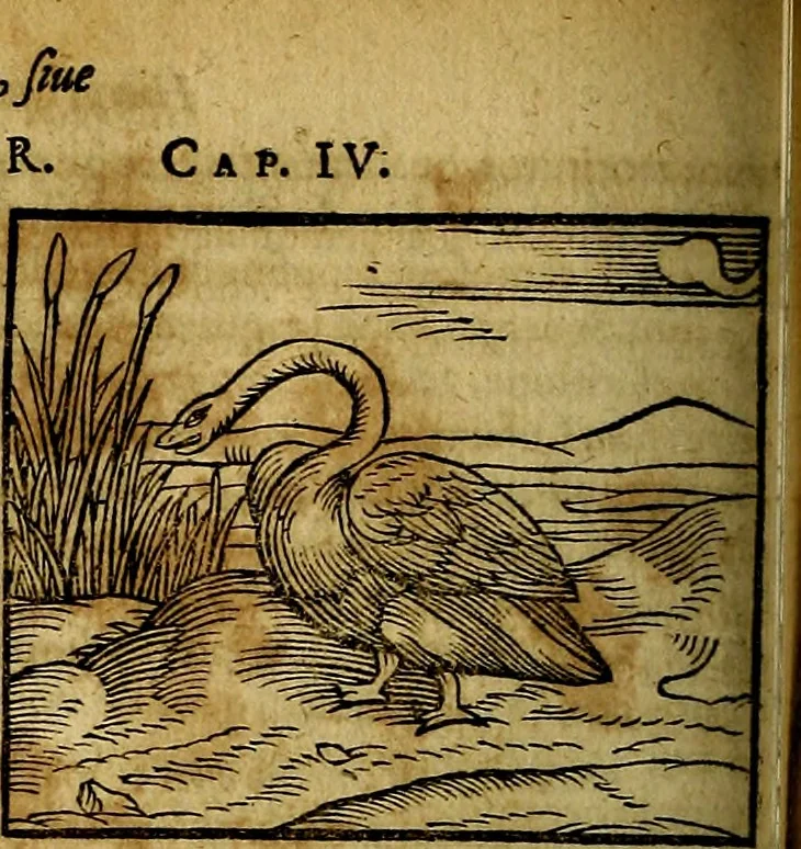 An illustration from Ioannis Pierii Valeriani Bellvnesis Hieroglyphica, sive De sacris Aegypticrvm aliarumq[ue] gentium literis, commentariorum libri LVIII cum duobus alijs ab eruditissimo viro annexis. Accesserunt loco auctarij, Hieroglyphicorum collectanea, ex veteribus & recentioribus auctoribus descripta, & in sex libros digesta. Horapollinis item hieroglyphicorum libri duo, ex postrema Dauidis Hoeschelij correctione. Praetereà eiusdem Pierij declamatiuncula Pro barbis sacerdotum, & reliqua opuscula siue Poemata omnia, 1614, leaf 337