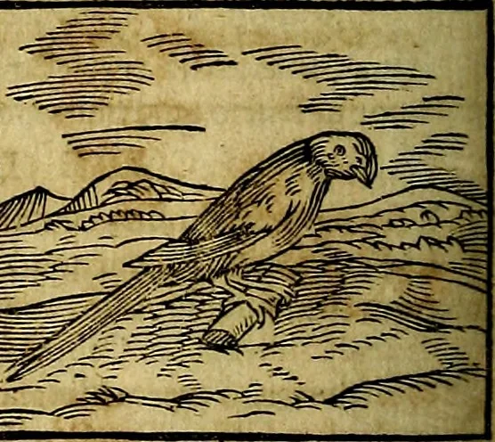 An illustration from Ioannis Pierii Valeriani Bellvnesis Hieroglyphica, sive De sacris Aegypticrvm aliarumq[ue] gentium literis, commentariorum libri LVIII cum duobus alijs ab eruditissimo viro annexis. Accesserunt loco auctarij, Hieroglyphicorum collectanea, ex veteribus & recentioribus auctoribus descripta, & in sex libros digesta. Horapollinis item hieroglyphicorum libri duo, ex postrema Dauidis Hoeschelij correctione. Praetereà eiusdem Pierij declamatiuncula Pro barbis sacerdotum, & reliqua opuscula siue Poemata omnia, 1614, leaf 339