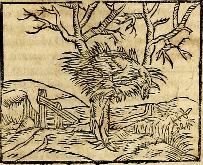 An illustration from Ioannis Pierii Valeriani Bellvnesis Hieroglyphica, sive De sacris Aegypticrvm aliarumq[ue] gentium literis, commentariorum libri LVIII cum duobus alijs ab eruditissimo viro annexis. Accesserunt loco auctarij, Hieroglyphicorum collectanea, ex veteribus & recentioribus auctoribus descripta, & in sex libros digesta. Horapollinis item hieroglyphicorum libri duo, ex postrema Dauidis Hoeschelij correctione. Praetereà eiusdem Pierij declamatiuncula Pro barbis sacerdotum, & reliqua opuscula siue Poemata omnia, 1614, leaf 342
