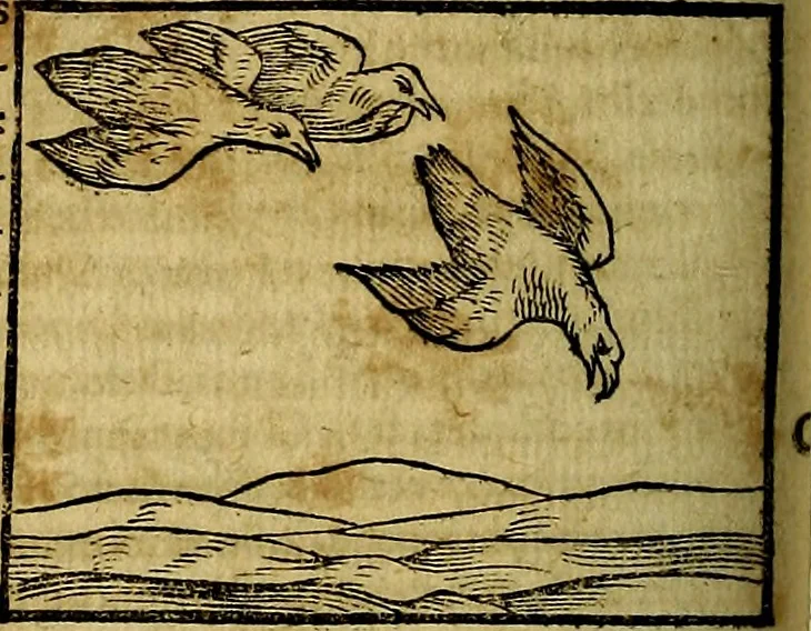 An illustration from Ioannis Pierii Valeriani Bellvnesis Hieroglyphica, sive De sacris Aegypticrvm aliarumq[ue] gentium literis, commentariorum libri LVIII cum duobus alijs ab eruditissimo viro annexis. Accesserunt loco auctarij, Hieroglyphicorum collectanea, ex veteribus & recentioribus auctoribus descripta, & in sex libros digesta. Horapollinis item hieroglyphicorum libri duo, ex postrema Dauidis Hoeschelij correctione. Praetereà eiusdem Pierij declamatiuncula Pro barbis sacerdotum, & reliqua opuscula siue Poemata omnia, 1614, leaf 343